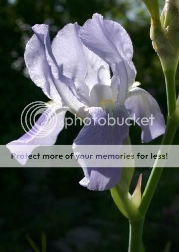 IMAGE: http://img72.photobucket.com/albums/v218/PhotosGuy/Iris-Purple-backlit2_0097.jpg