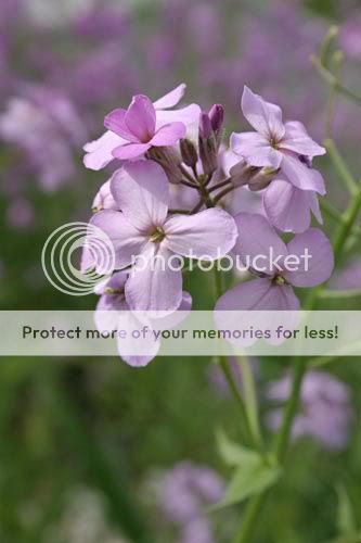 IMAGE: http://img72.photobucket.com/albums/v218/PhotosGuy/Phlox-Purple_0039.jpg