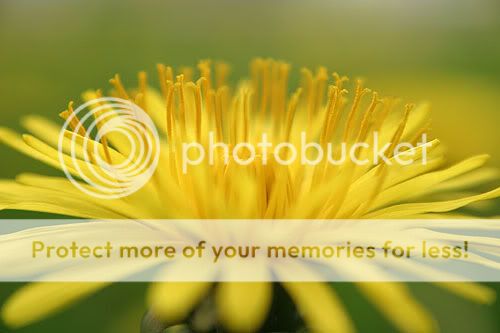 IMAGE: http://img72.photobucket.com/albums/v218/PhotosGuy/Plus10_0032.jpg