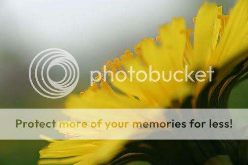 IMAGE: http://img72.photobucket.com/albums/v218/PhotosGuy/Plus10_0035.jpg