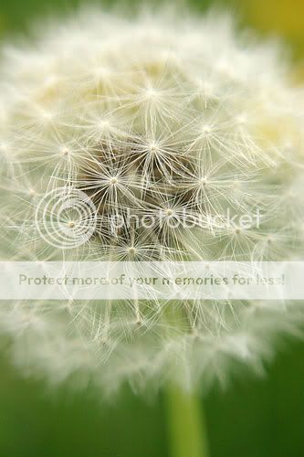 IMAGE: http://img72.photobucket.com/albums/v218/PhotosGuy/Plus10_0043.jpg