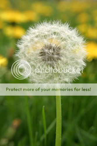 IMAGE: http://img72.photobucket.com/albums/v218/PhotosGuy/Plus10_0045.jpg