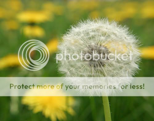 IMAGE: http://img72.photobucket.com/albums/v218/PhotosGuy/Plus10_0048.jpg